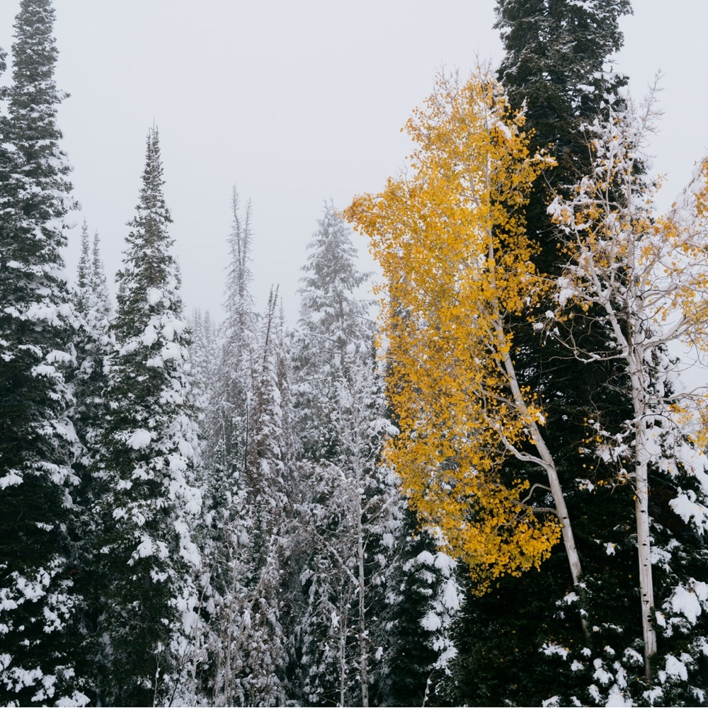 Meet your Posher, Josh